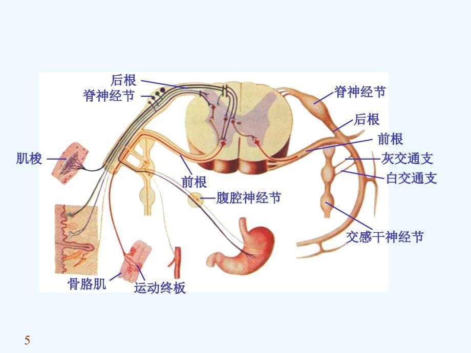 【内脏神经系统】_第5页