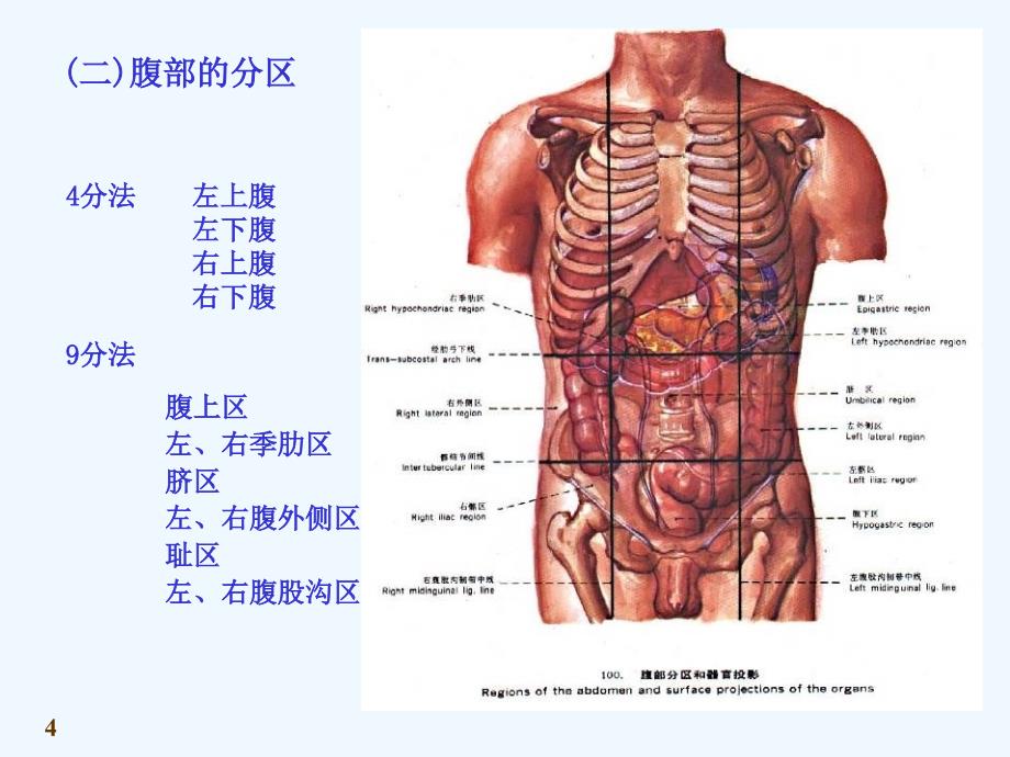 《系统解剖学》消化系统_第4页