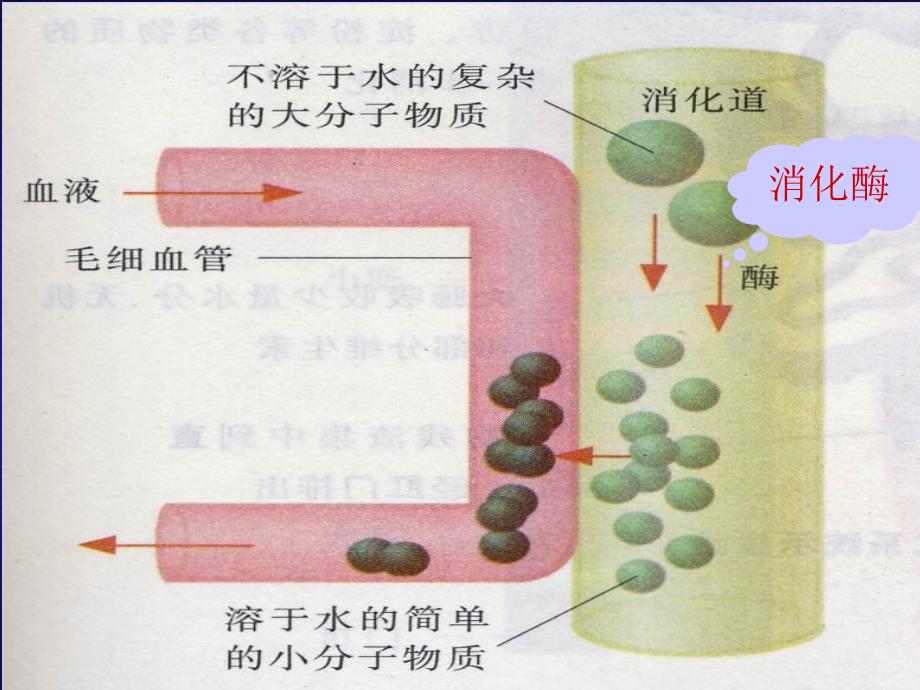 人体对食物消化吸收识图_第4页