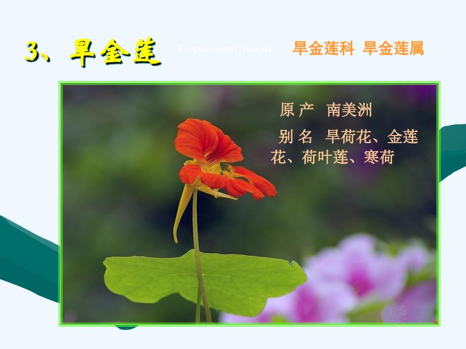 盆栽喜温花卉-温室凤仙等（三）_第1页