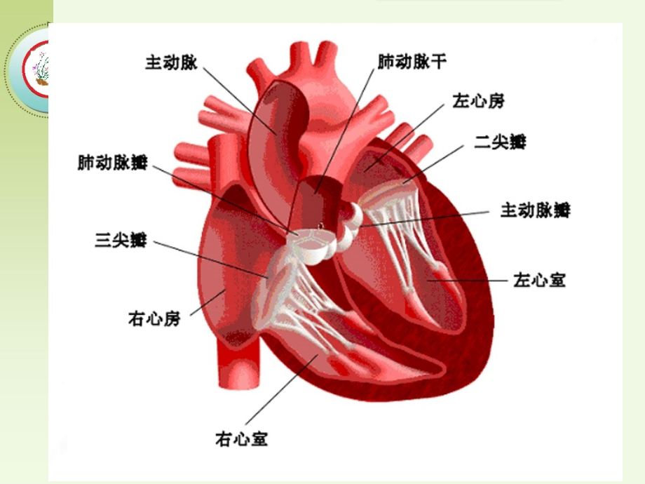 超声诊断学：心脏瓣膜病超声诊断_第4页