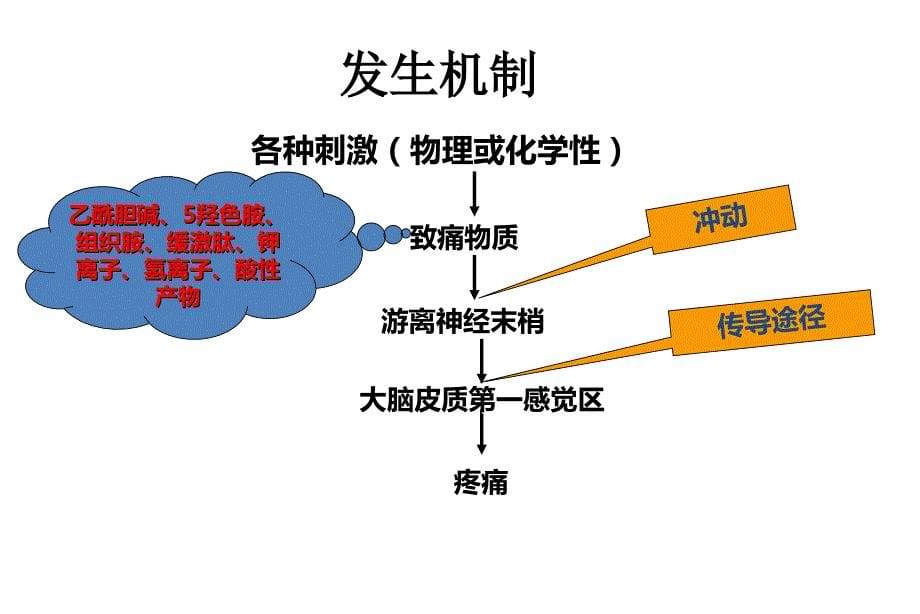 疼痛基础相关知识与止痛药物应用_第5页