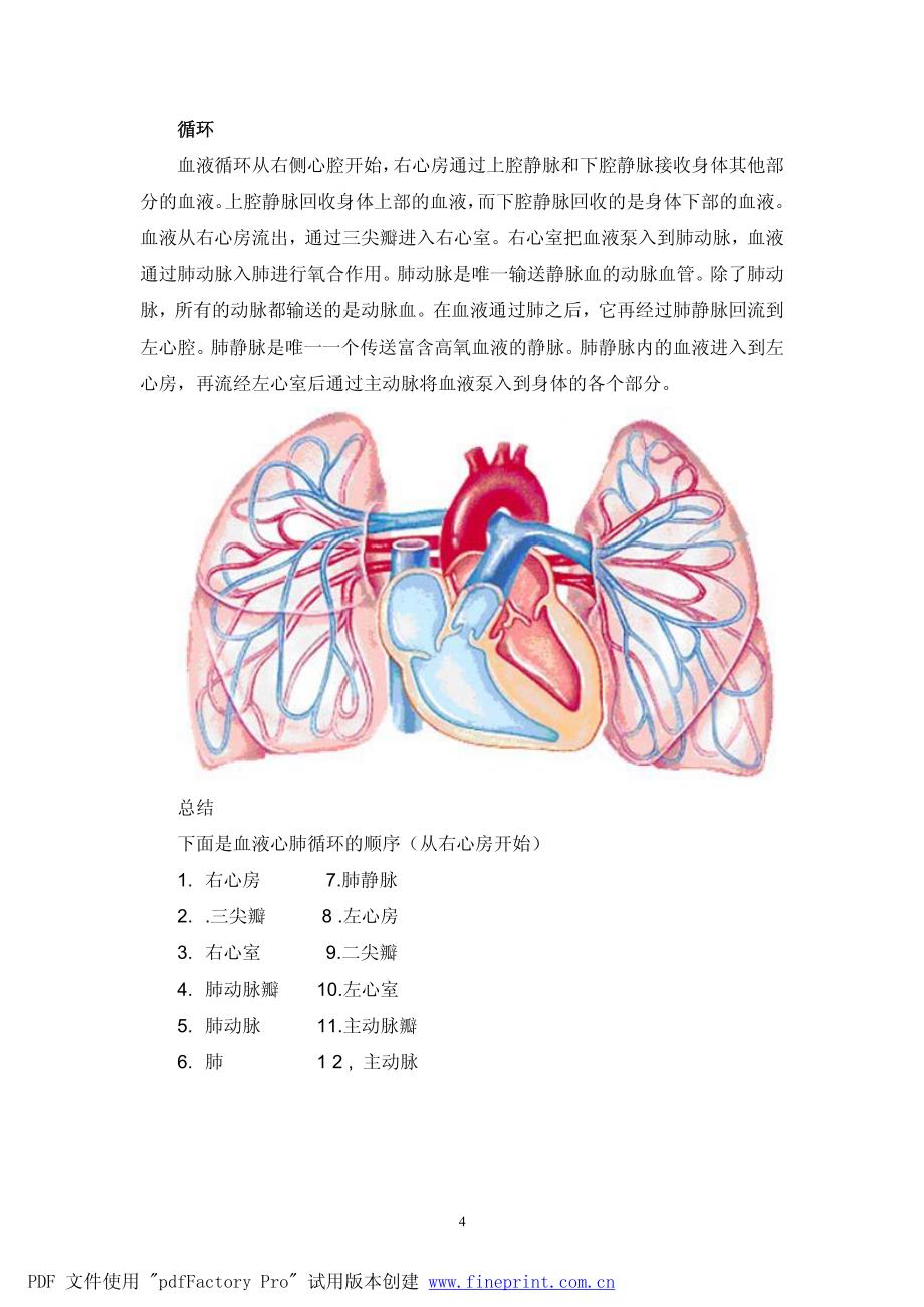 心血管系统生理与解剖中文_第4页