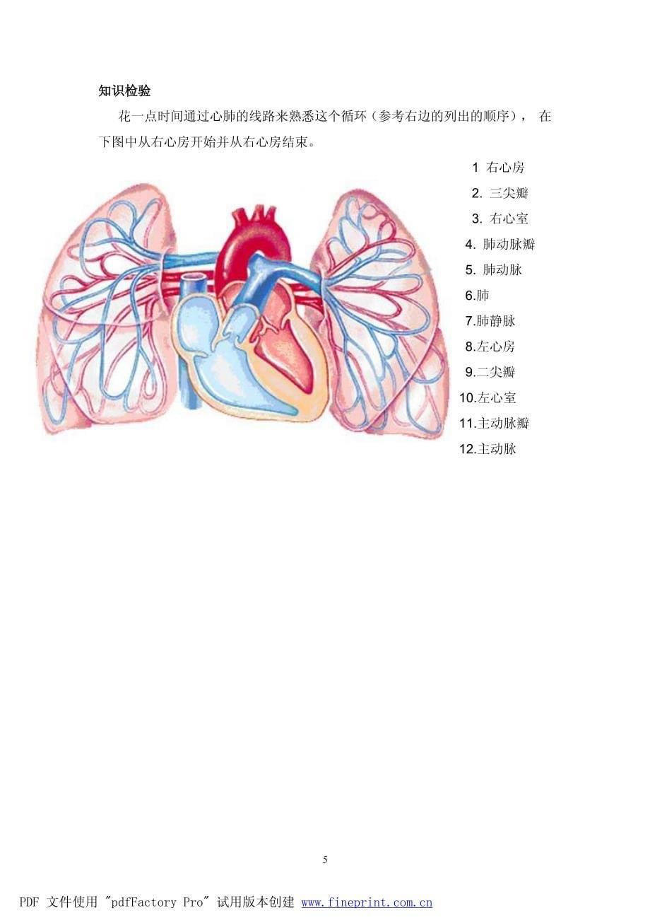 心血管系统生理与解剖中文_第5页