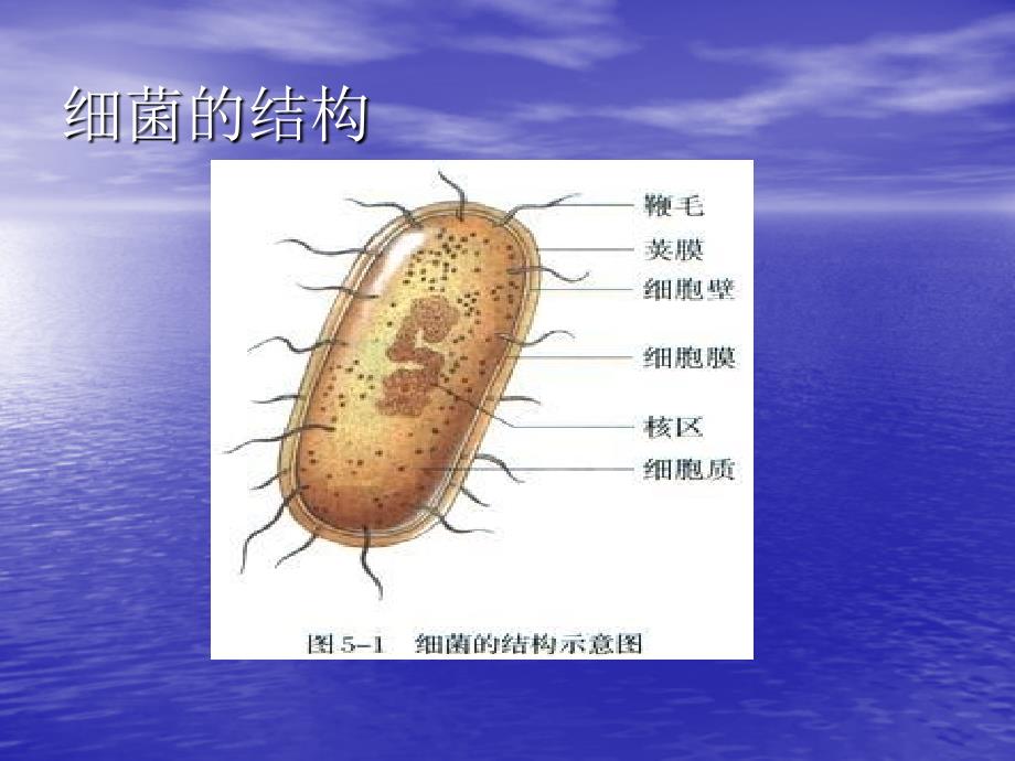 抗菌药物分类与作用机制_第2页