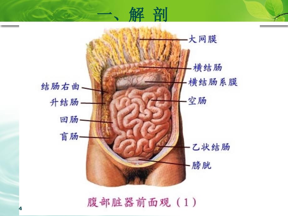 泌尿与男性生殖系统肿瘤本科教材讲课_第4页