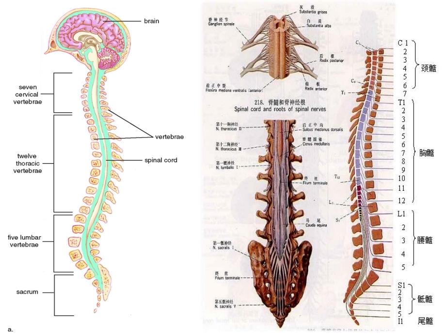 神经系统解剖医学高等教育教育专区_第2页