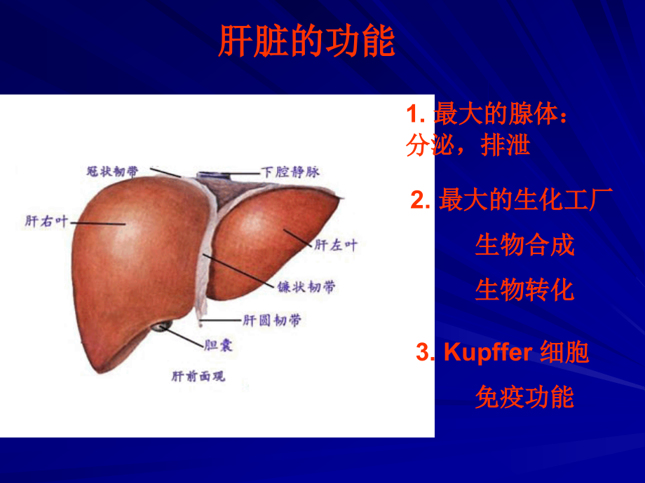 肝功不全赵明简_第3页