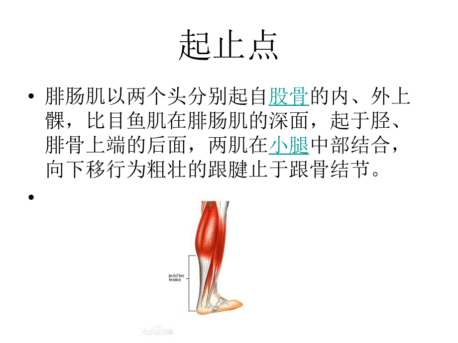 腓肠肌_第2页