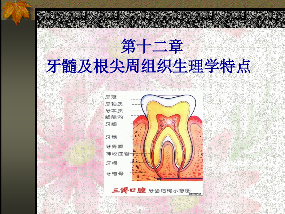 牙髓与根尖组织生理学特点_第1页
