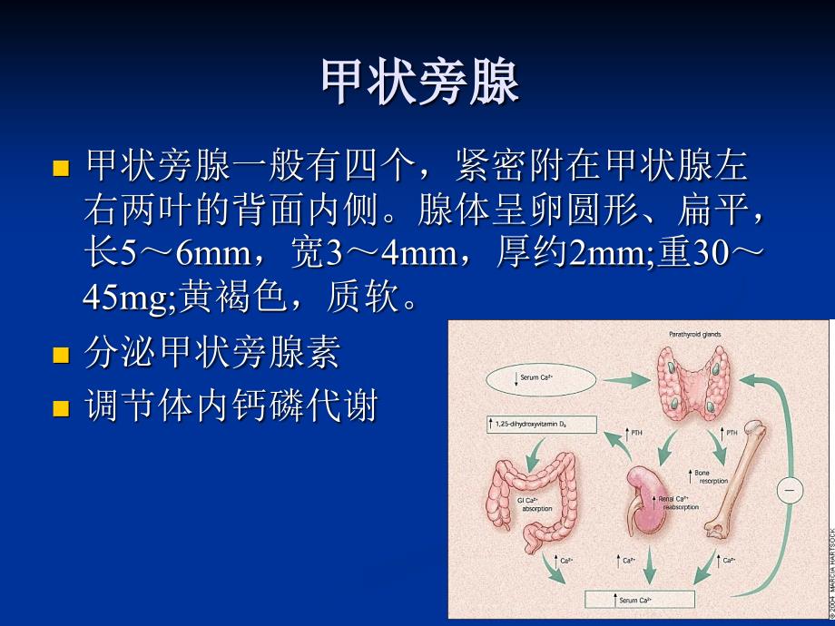 甲状旁腺功能亢进症七年制(精)_第2页