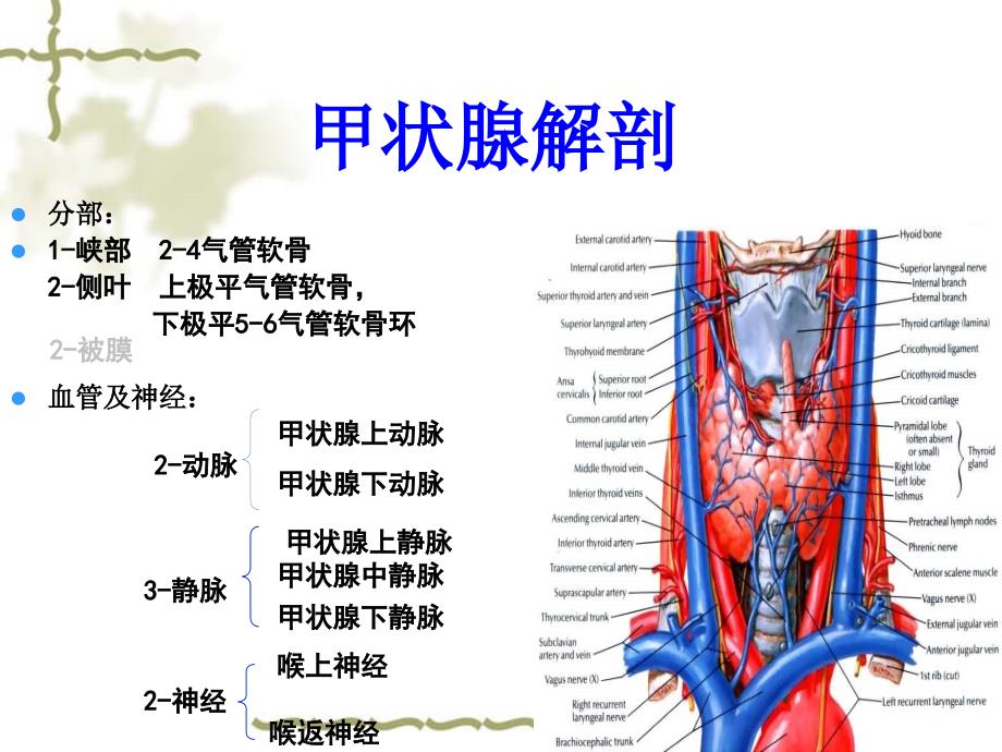 甲状腺疾病外科治疗体会医学_第3页