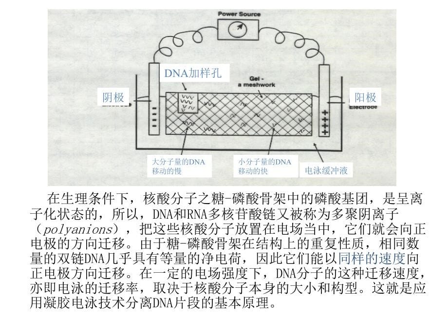 研究生课程分子生物学基本操作技术_第5页