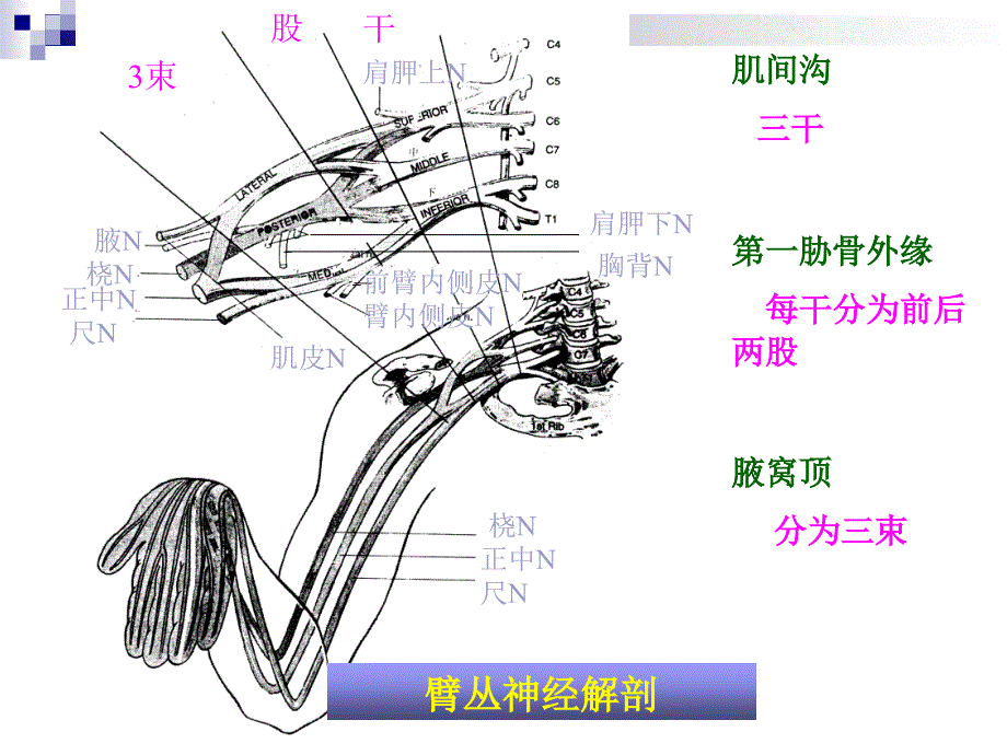 局麻药与外周神经阻滞_第3页