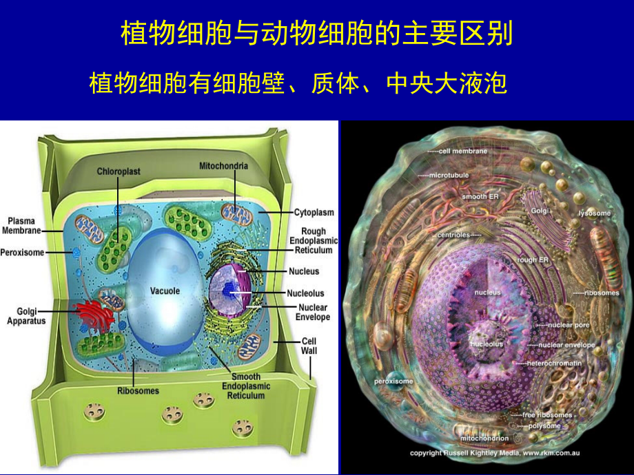 植物学细胞壁结构与植物细胞繁殖与组织(系统)_第4页