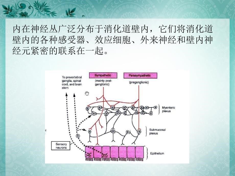 家兔胃肠运动的直接观察_第5页