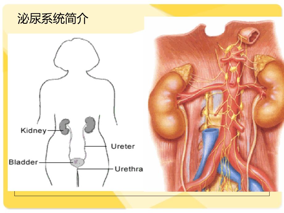 泌尿内科常见临床表现与基本检查_第3页