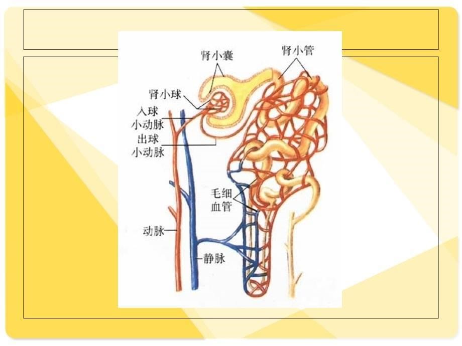 泌尿内科常见临床表现与基本检查_第5页