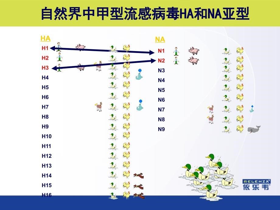 扎那米韦——流感病毒与抗病毒治疗(依乐韦)_第5页