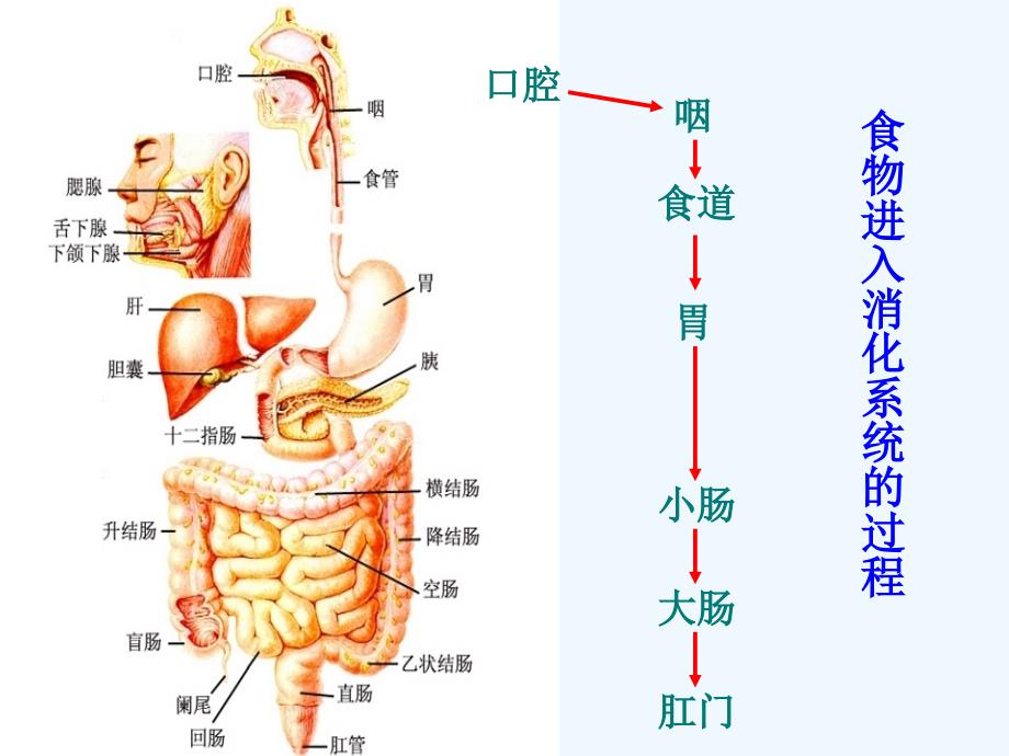 初三复习消化和吸收_第3页