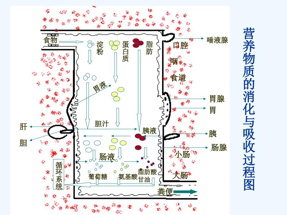 初三复习消化和吸收_第4页