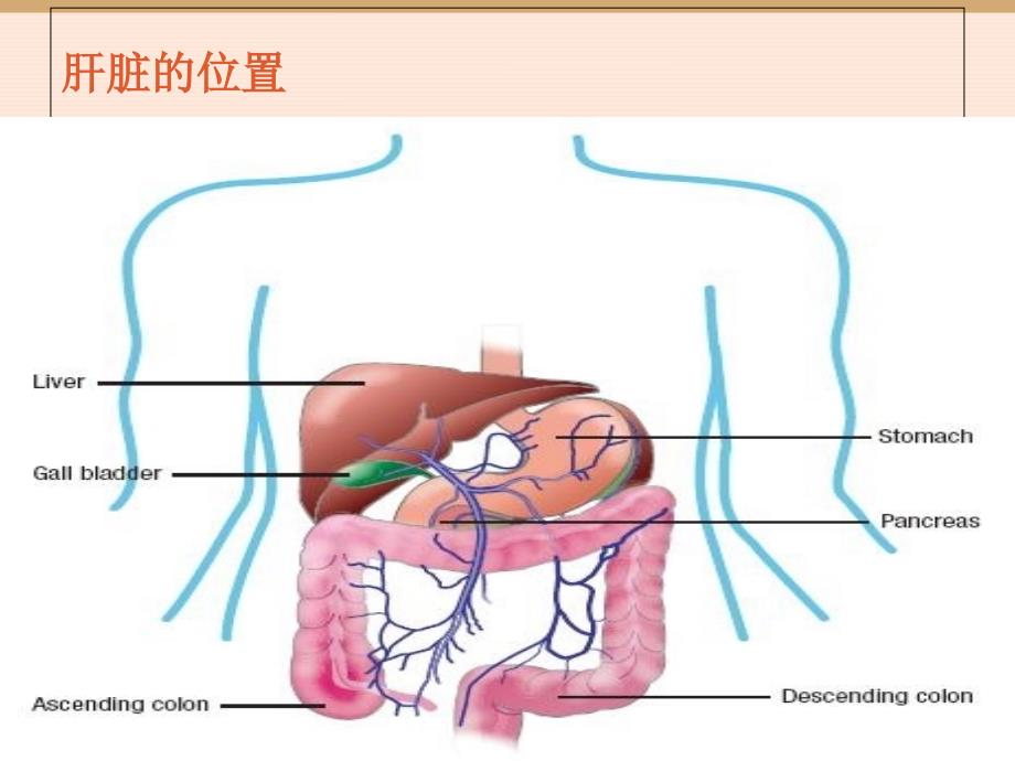 干扰素重要临床意义(经验分享)郑州肝病医院哪家好_第2页