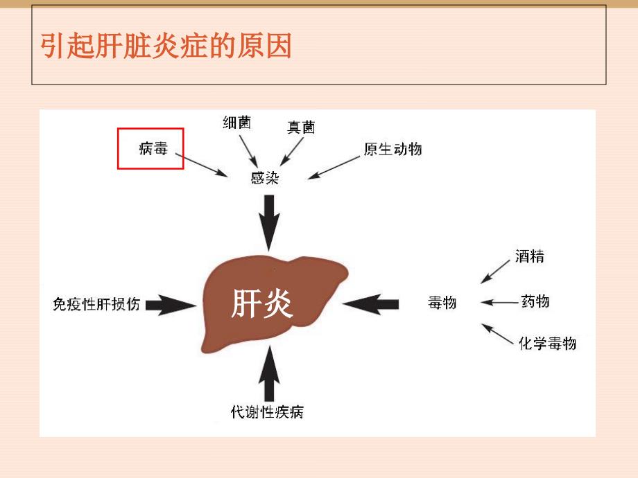 干扰素重要临床意义(经验分享)郑州肝病医院哪家好_第4页