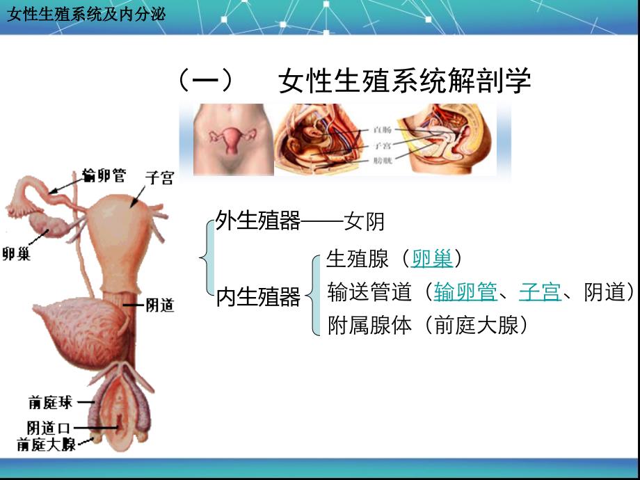 女性生殖、内分泌与辅助生殖(通用版)_第3页