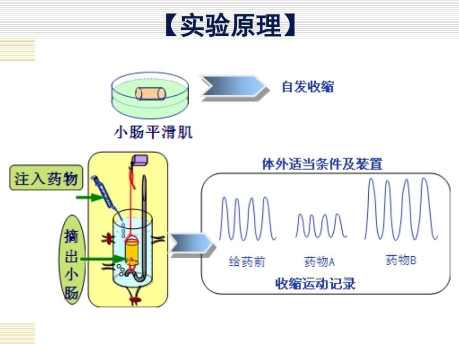 消化道平滑肌生理特性与药物影响_第5页