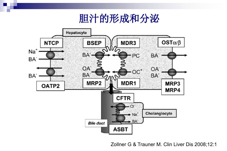 胆汁淤积发病机制与治疗选择陆伦根_第3页