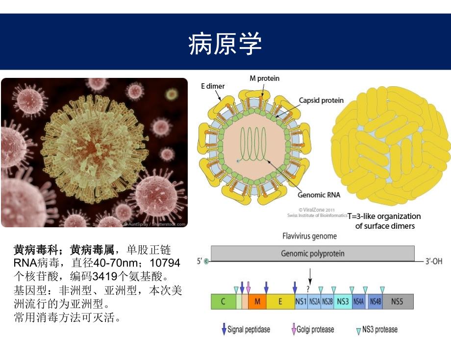 寨卡病毒病(zikavirusdisease)诊疗方案解读—李兴旺_第4页