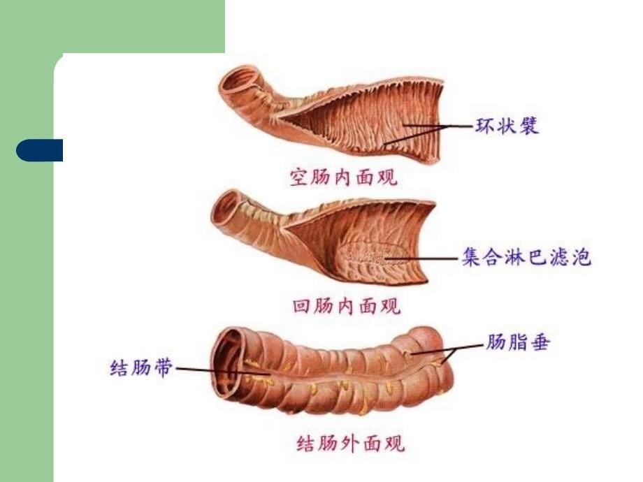 肠的解剖_第5页