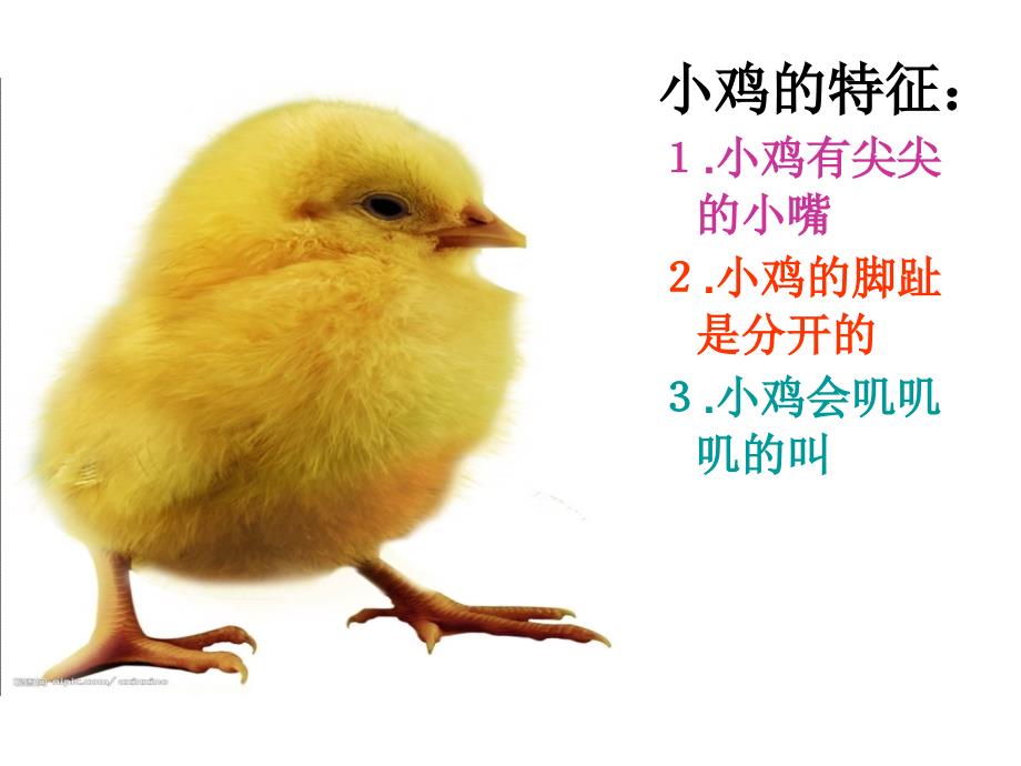 小班科学《小鸡和小鸭》课件_第4页
