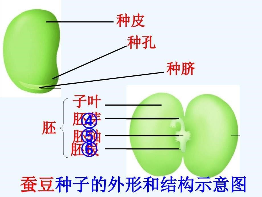 《植物的生长发育》_第5页