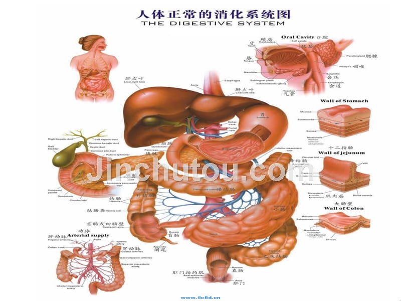 消化系统疾病病理与营养干预_第4页