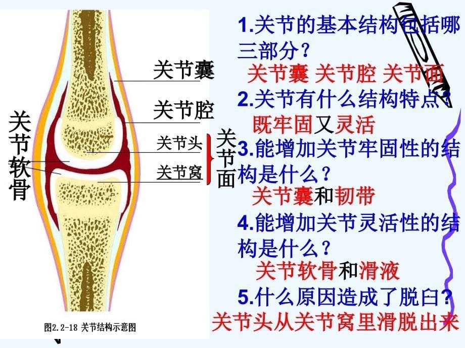 人教版八年级上册动物的运动和行为（大河一中李素菊）_第5页