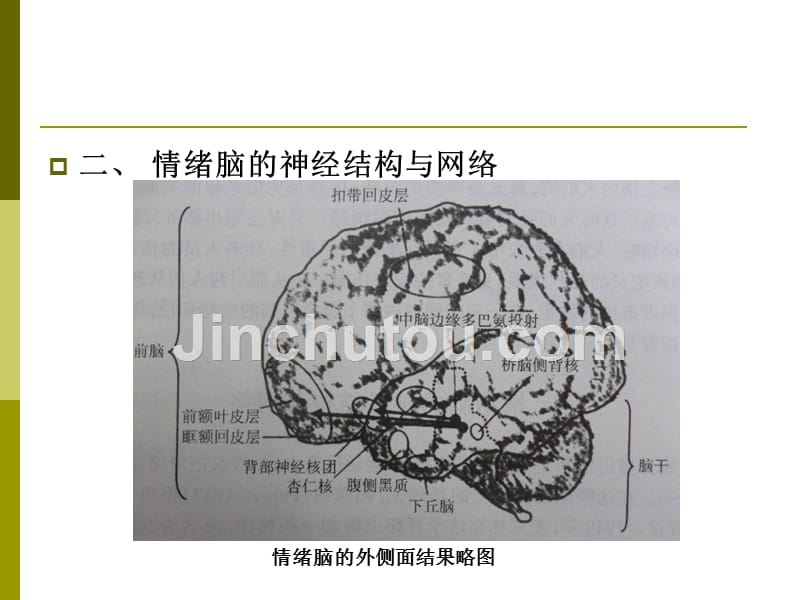 情绪的生理基础与表达_第3页