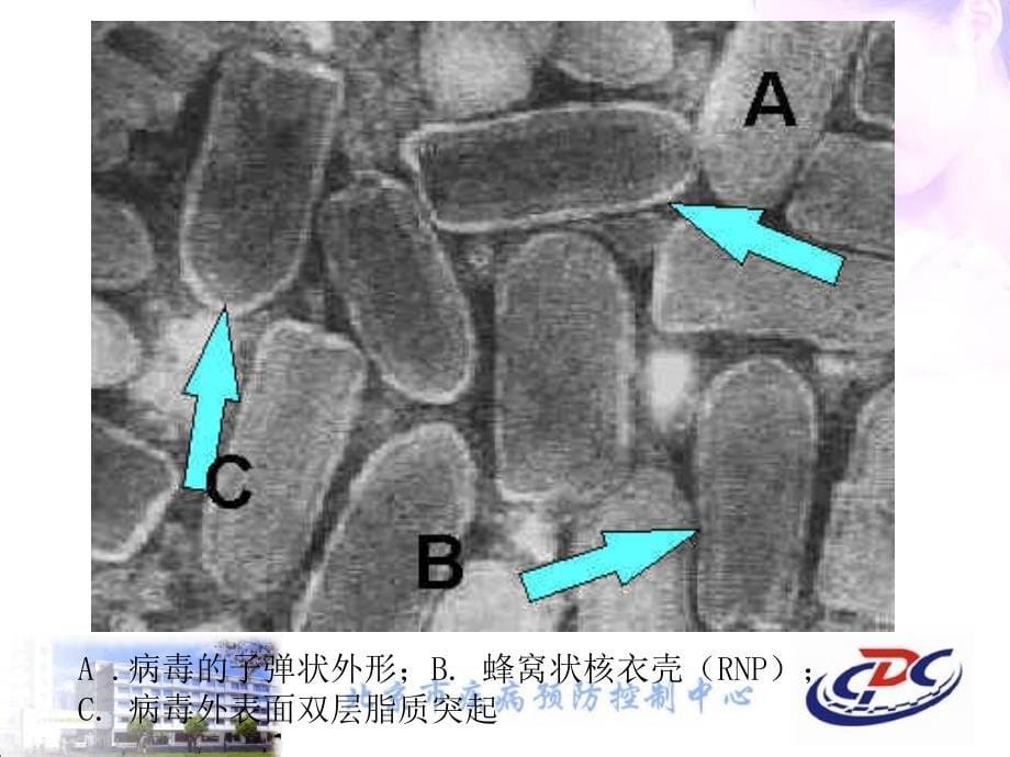 狂犬病流行形势与应急处理_第5页