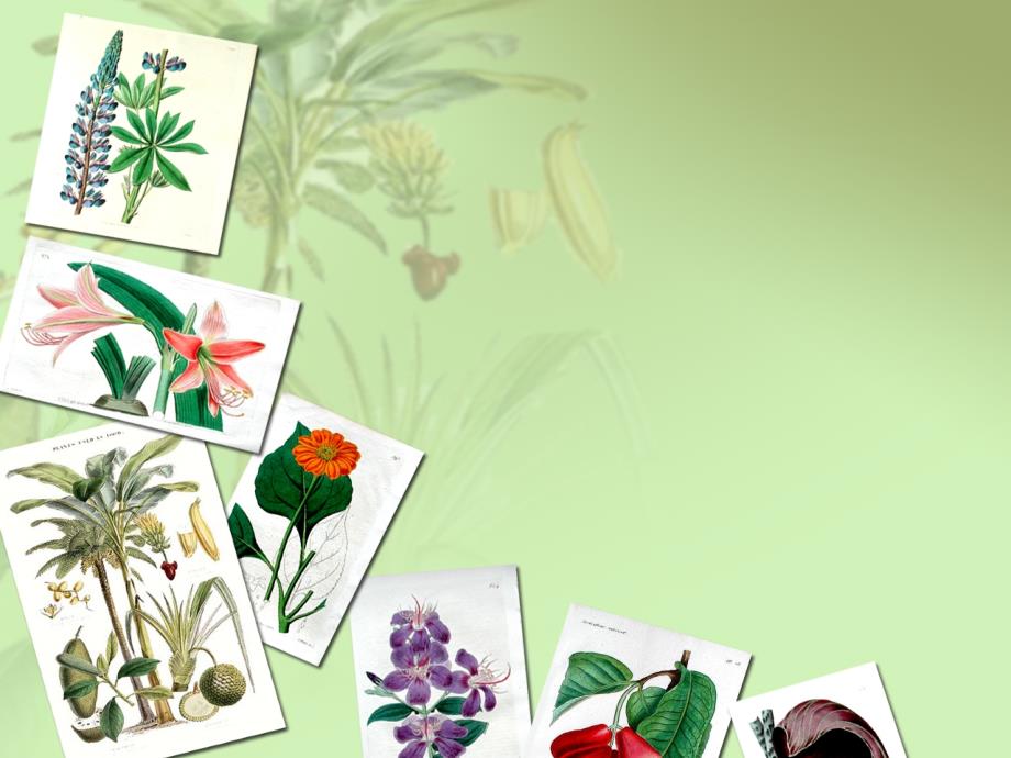 植物图片展示PPT模板_第4页
