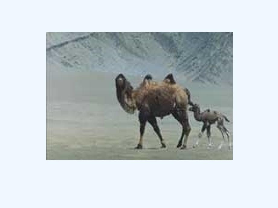 《三年级找骆驼》课件_第1页