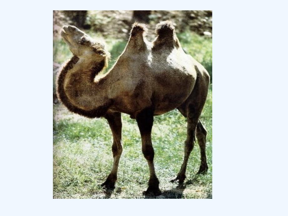 《三年级找骆驼》课件_第2页