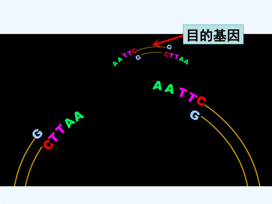 基因工程的基本操作程序的步骤_第3页