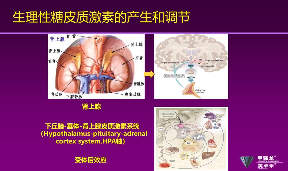 甲强龙pim耳鼻喉科_第3页