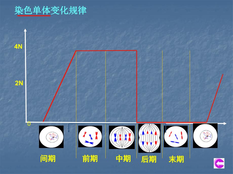 细胞有丝分裂各期的特点_第3页