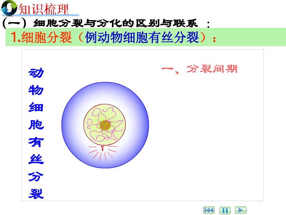 高三生物增殖、分化与发育_第4页