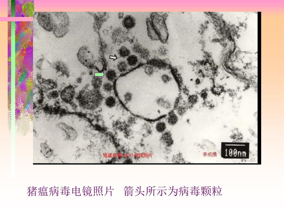 猪瘟病理剖检图片_第3页