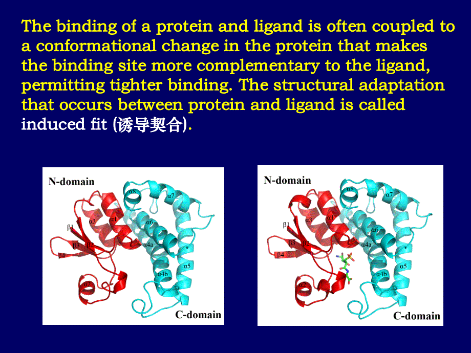 血红蛋白和免疫球蛋白_第4页