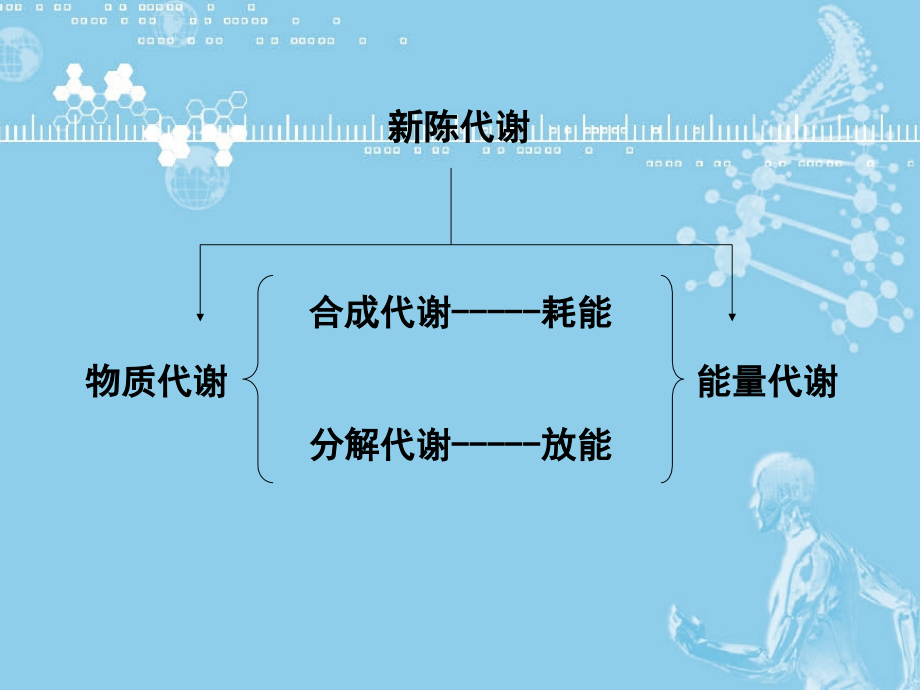 运动生物化学（第二版）第01章 物质代谢与运动概述_第3页