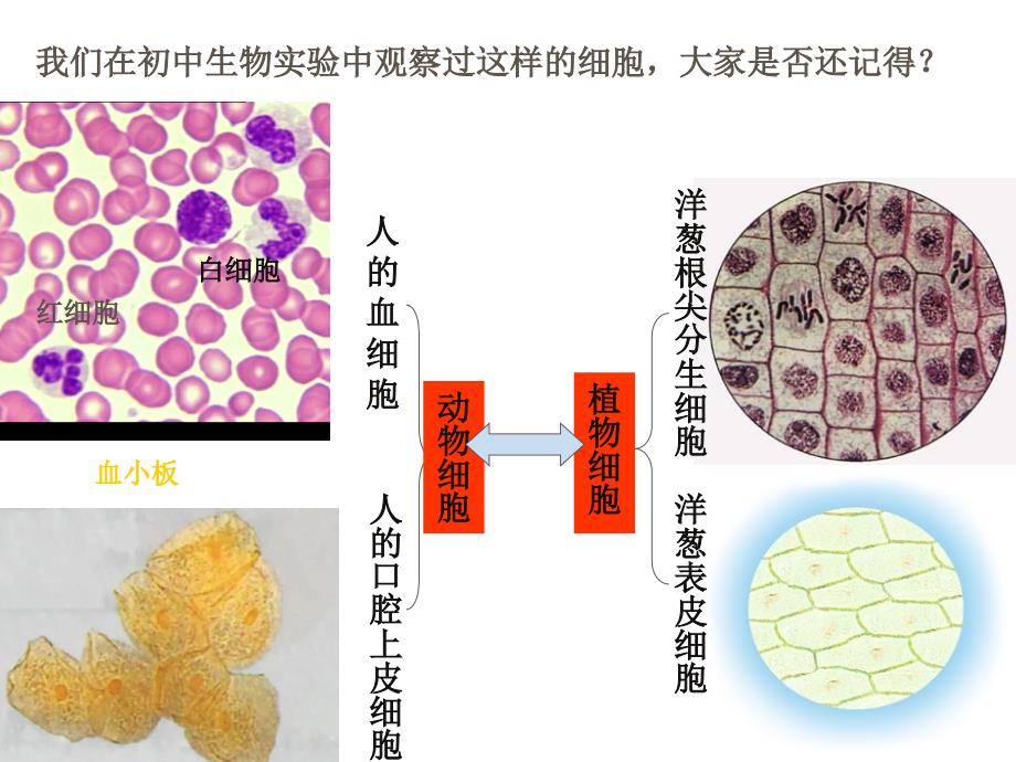 1.2 细胞的多样性和统一性课件4_第2页