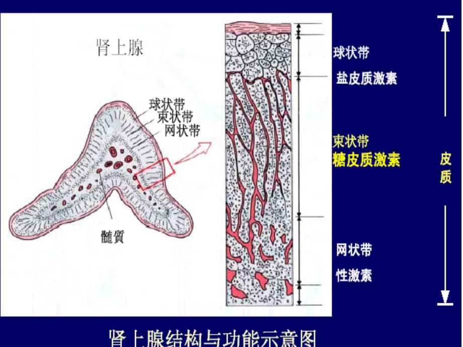 肾上腺皮质激素类药_第3页